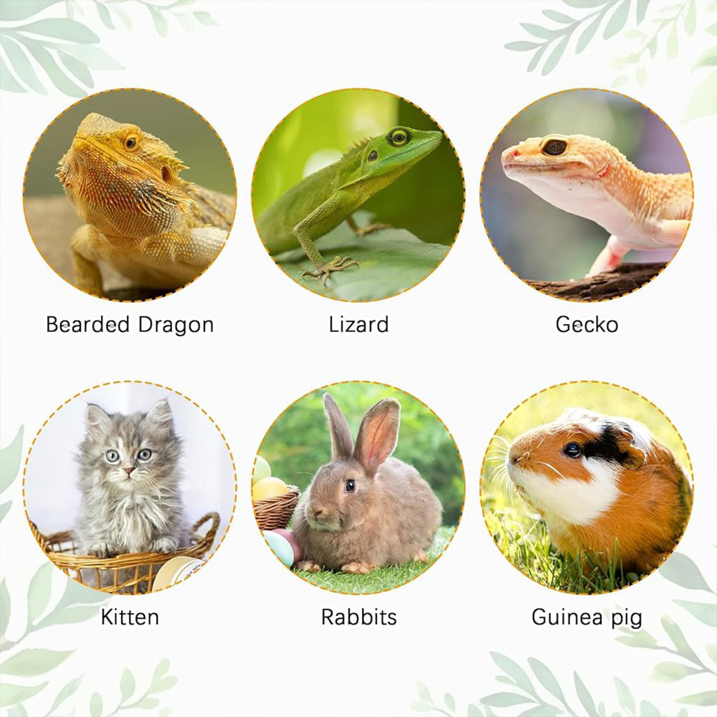 Sac-Dos-de-Transport-pour-Chat-et-Animaux-de-Compagnie-محفظة-ظهر-للحيوانات-الأليفة.png